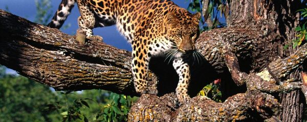 Amurskiy leopard na dereve Amurskiy leopard na dereve - Sputnik O‘zbekiston