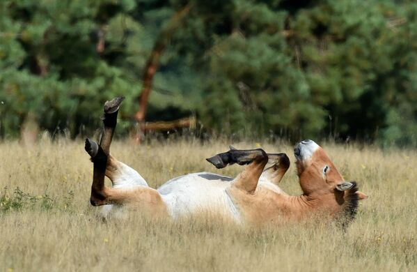 Лежащая на лугу лошадь Пржевальского  - Sputnik Узбекистан