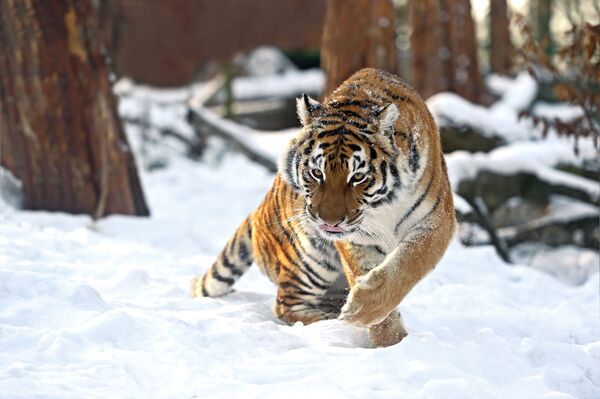 Амурский тигр зимой - Sputnik Узбекистан