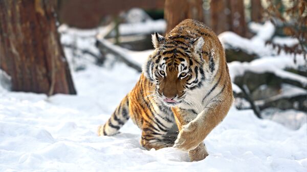 Амурский тигр зимой - Sputnik Ўзбекистон