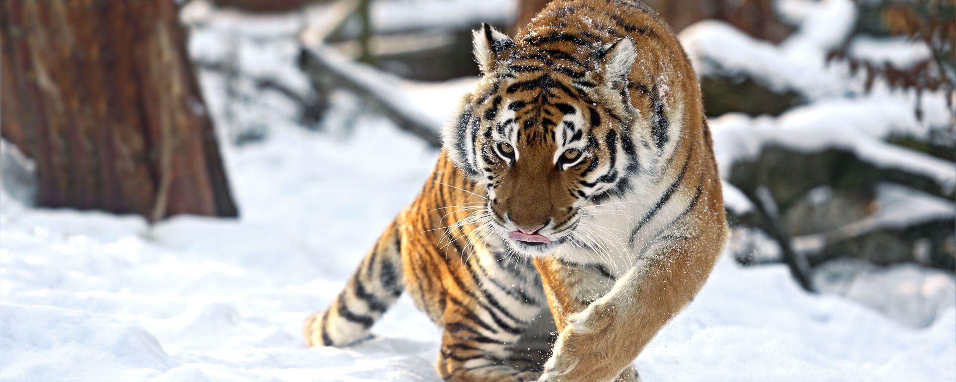 Амурский тигр зимой - Sputnik Ўзбекистон, 1920, 21.10.2021