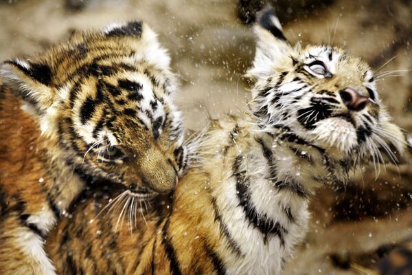 Два котенка амурского тигра играют в зоопарке - Sputnik Узбекистан
