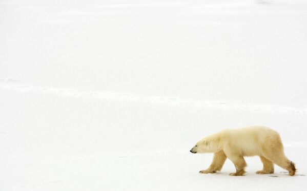 Белый медведь возле Гудзонова залива, Канада - Sputnik Узбекистан