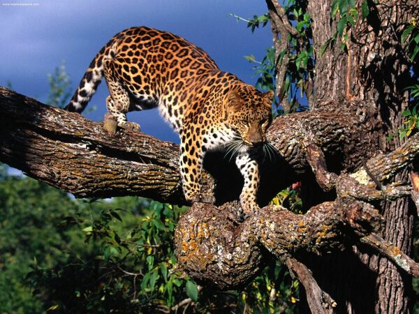 Амурский леопард на дереве - Sputnik Узбекистан