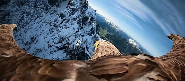 С камерой на крыльях: полет орлана над Альпами С камерой на крыльях: полет орлана над Альпами - Sputnik Ўзбекистон