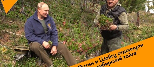 Путин и Шойгу отдохнули в сибирской тайге - Sputnik Узбекистан