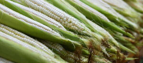 Кукуруза  - Sputnik Узбекистан