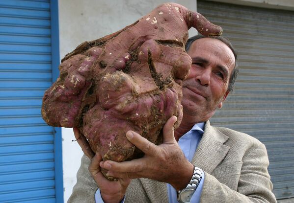 Ливанский фермер Халил Семхат с выращенной им гигантской картофелиной. 2008 год - Sputnik Узбекистан