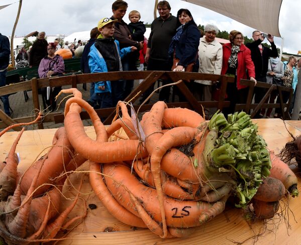 Гигантская морковь на конкурсе гигантских овощей в Клайстоу, Германия. 2015 год - Sputnik Узбекистан