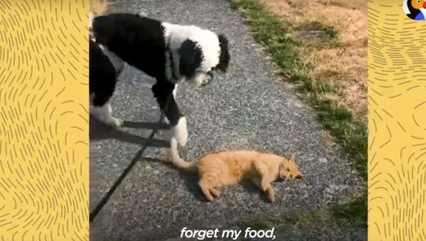 Кошка сходит с ума по соседской собаке - милое видео - Sputnik Узбекистан