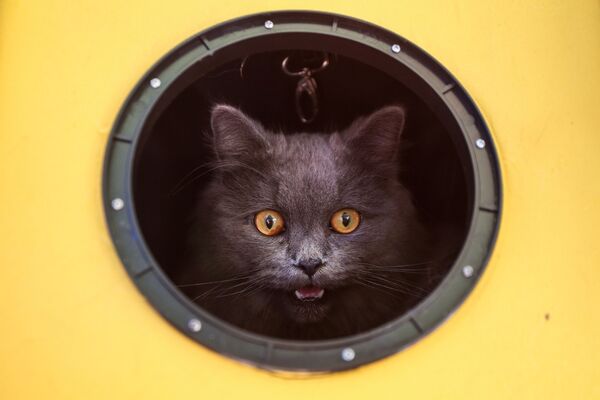 Кошка в круглом окне - Sputnik Узбекистан