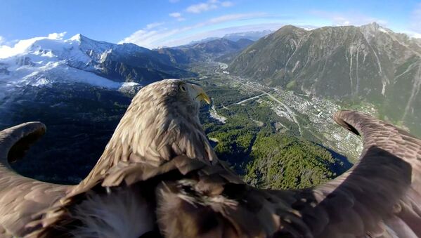 Орлан-белохвост, оснащенный камерой 360, пролетает над ледниками и горами в Шамони, Франция - Sputnik Узбекистан