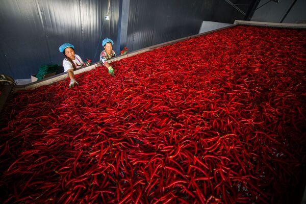 Работники сортируют перец чили, провинция Гуйчжоу, Китай - Sputnik Узбекистан