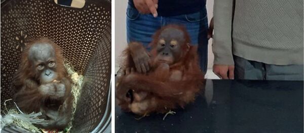 Пресечен незаконный вывоз экзотического примата - детеныша орангутана - Sputnik Узбекистан