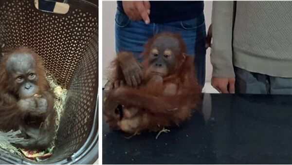 Пресечен незаконный вывоз экзотического примата - детеныша орангутана - Sputnik Узбекистан