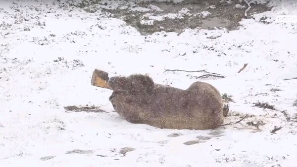 Медведь впервые увидел снег после жизни в клетке - трогательное видео - Sputnik Узбекистан