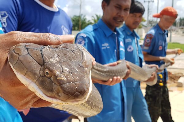 Четырехметровая королевская кобра, пойманная таиландскими спасателями в ливневой канализации поселка в провинции Краби - Sputnik Узбекистан
