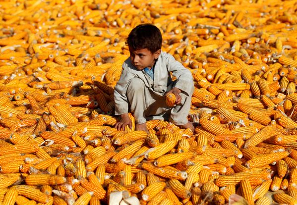 Мальчик в кукурузном поле в Нангархаре, Афганистан - Sputnik Ўзбекистон