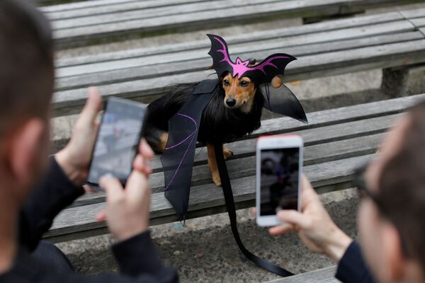 Участник ежегодного Хэллоуин-парада собак в Нью-Йорке - Sputnik Узбекистан