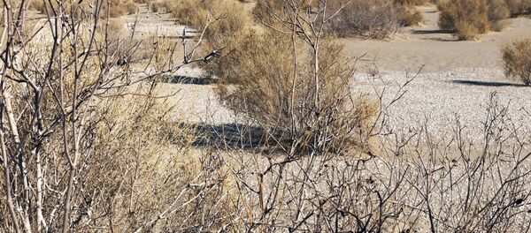 Posadki saksaula na dne Aralskogo mora Posadki saksaula na dne Aralskogo mora - Sputnik O‘zbekiston