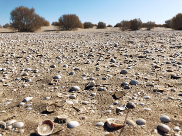 Высадка леса на дне Аральского моря возобновилась - Sputnik Узбекистан