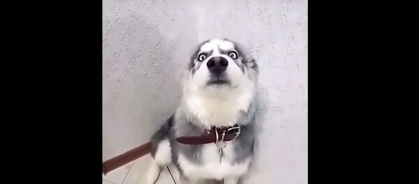 Накосячили: хаски и другие собаки, которые провинились, - смешное видео Накосячили: хаски и другие собаки, которые провинились, - смешное видео - Sputnik Узбекистан