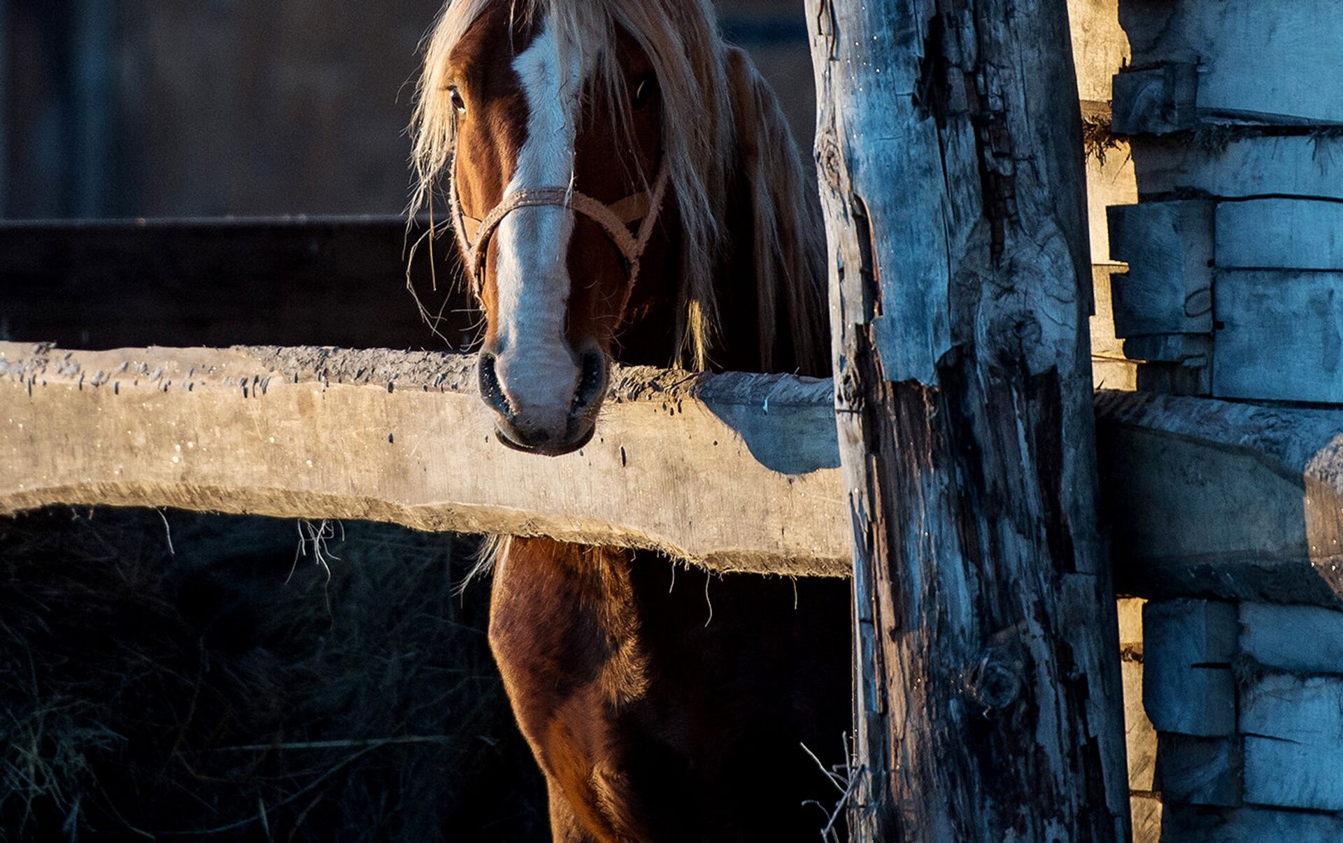 Лошадь 2017 году. Фотопортрет лошадь на фоне домов.