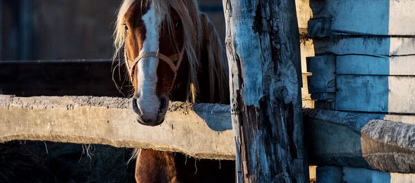 Фотопортрет лошади - Sputnik Узбекистан