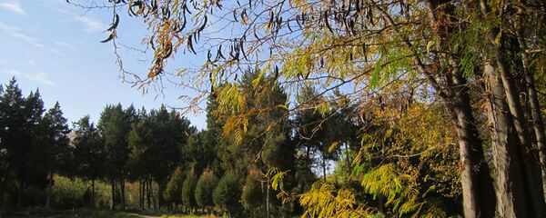 Ботанический сад в Ташкенте Ботанический сад в Ташкенте - Sputnik Ўзбекистон