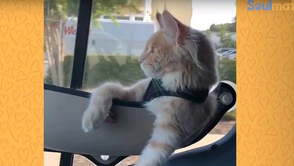 Кот-путешественник, которому завидуют все люди - невероятное видео - Sputnik Узбекистан