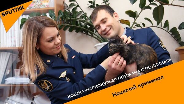 Кошка-наркокурьер поймана с поличным - Sputnik Ўзбекистон