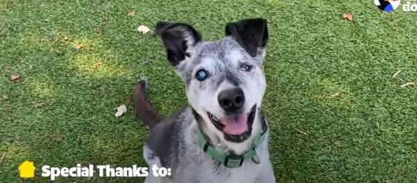 Пожилой пес попал в приют после пожаров в Калифорнии - трогательное видео - Sputnik Узбекистан