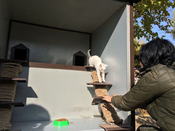 В Ташкенте установили домики для бездомных котов - фото В Ташкенте установили домики для бездомных котов - фото - Sputnik Узбекистан