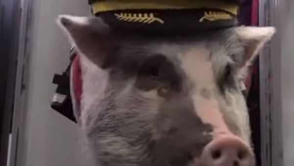 Аэропорт Сан-Франциско взял на работу свинью - видео - Sputnik Узбекистан