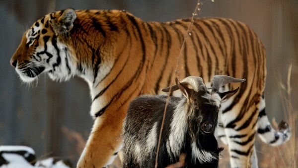 В Приморском Сафари-парке амурский тигр подружился с козлом - Sputnik Узбекистан
