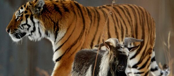 В Приморском Сафари-парке амурский тигр подружился с козлом В Приморском Сафари-парке амурский тигр подружился с козлом - Sputnik Узбекистан