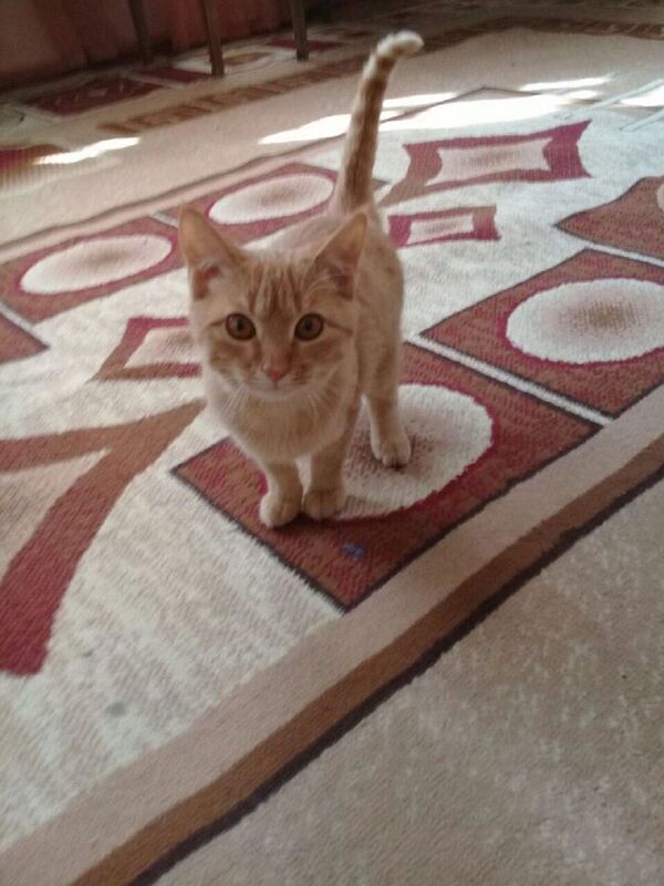 Наказание за шпроту: мужчину, избившего котенка, оштрафовали Наказание за шпроту: мужчину, избившего котенка, оштрафовали - Sputnik Узбекистан