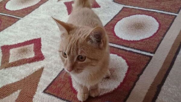 Наказание за шпроту: мужчину, избившего котенка, оштрафовали - Sputnik Узбекистан