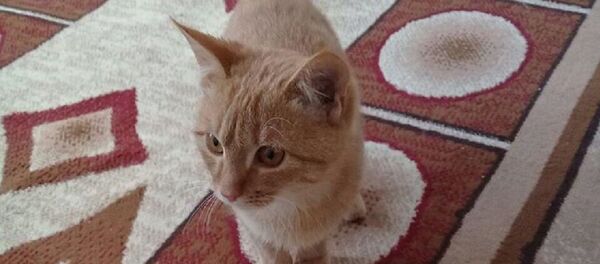 Наказание за шпроту: мужчину, избившего котенка, оштрафовали - Sputnik Узбекистан