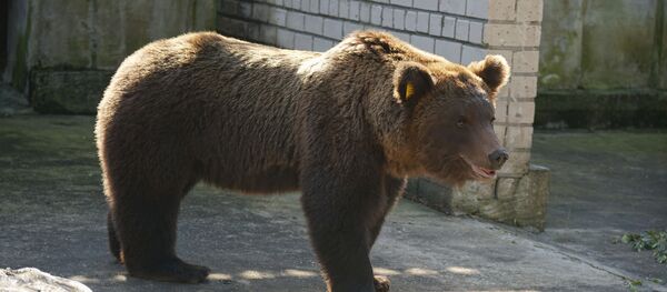 Эстония вернула медведя-хулигана Прошу в Россию - Sputnik Узбекистан