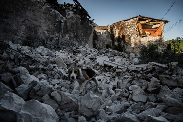 Собака на руинах дома после землетрясения в квартале Рувьер в Ле-Тейле на юго-востоке Франции - Sputnik Узбекистан