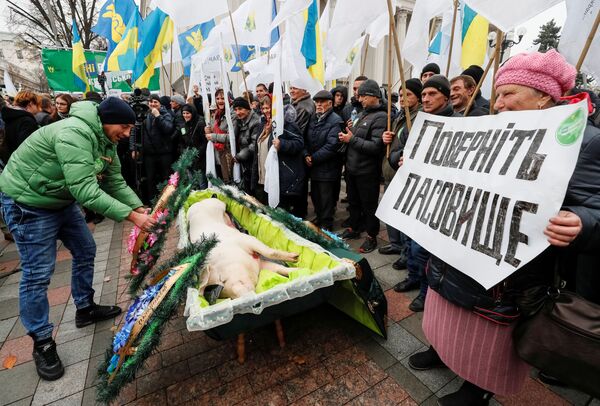 Мертвая свинья в гробу на акции у здания Верховной рады в Киеве - Sputnik Узбекистан