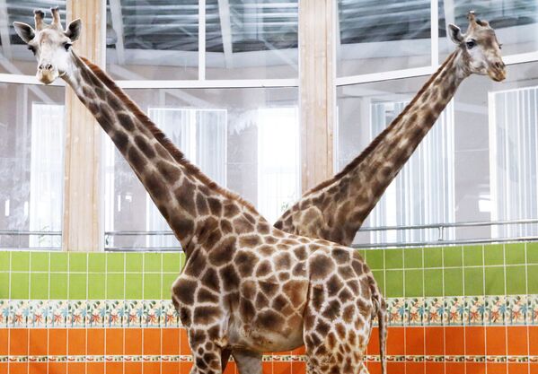 Жирафы в Красноярском зоопарке Роев ручей - Sputnik Узбекистан