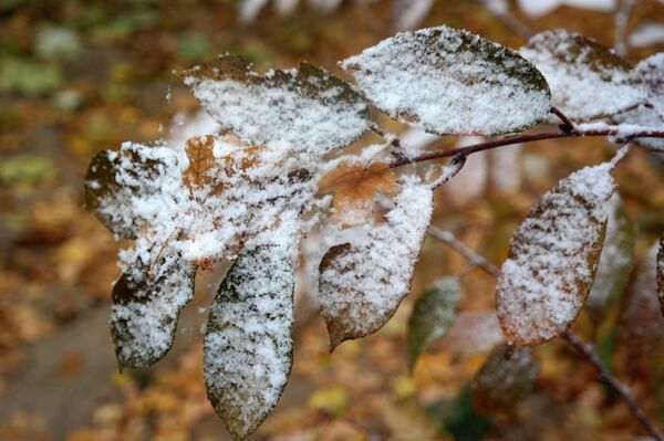 В Узбекистане выпал первый снег - видео - Sputnik Узбекистан