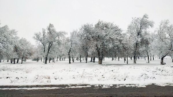 Выпал первый снег  - Sputnik Узбекистан
