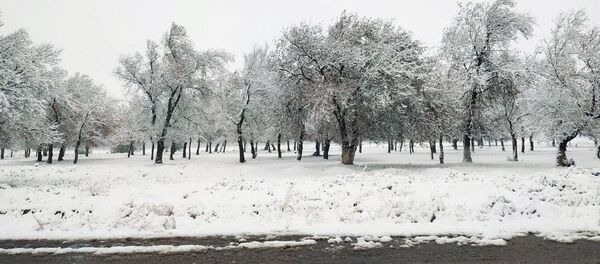 Выпал первый снег  Выпал первый снег  - Sputnik Ўзбекистон