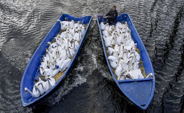  Отец лебедей Олаф Нис с птицами в лодках в городе Гамбург - Sputnik Узбекистан