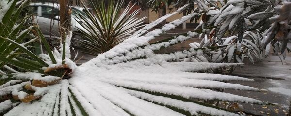 Снег в Ташкенте Снег в Ташкенте - Sputnik Ўзбекистон