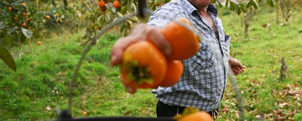 Сбор урожая хурмы Сбор урожая хурмы - Sputnik Ўзбекистон