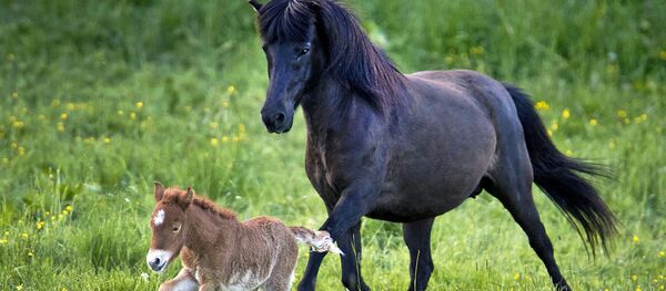 Исландские лошадки - Sputnik Ўзбекистон